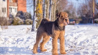 Crate Training an Airedale Terrier Tips for Success [upl. by Tiat]