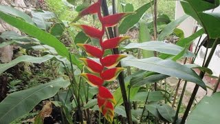 Growing the Hanging Lobster Claw Heliconia rostrata [upl. by Atiras791]