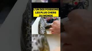 Lun des poissons les plus chers du monde  streetcuisine streetfood food cuisine astuce [upl. by Fiester]