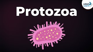 Introduction to Protozoa  Microorganisms  Biology  Dont Memorise [upl. by Sinnaoi]