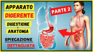 Apparato digerente Digestione e Anatomia  Riassunto e spiegazione dettagliata Corpo Umano PARTE 2 [upl. by Sudaorb]