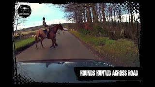 Hounds hunted across main road [upl. by Lleumas]