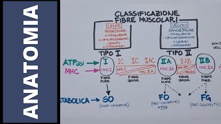 Tipi di fibra muscolare [upl. by Lateh21]