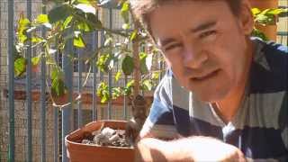 How to Prune and Train Your Dwarf Avocado Tree [upl. by Luapsemaj]