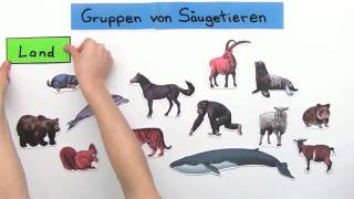 Klasse der Säugetiere in Untergruppen teilen  Biologie  Tiere [upl. by Axel]