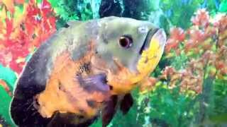 How to cure hole in the head oscar cichlid Ashlee [upl. by Tonneson]