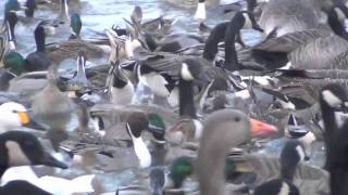 Wild Swan Feed WWT Slimbridge [upl. by Noisla108]