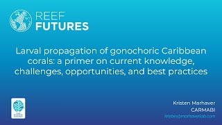 Larval propagation of gonochoric Caribbean corals [upl. by Yoj696]