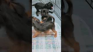 Brussels griffon puppies 1 male and 1 female available puppy brusselsgriffon [upl. by Tuneberg85]