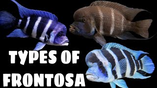 8 Different Types Of Frontosa Cichlid [upl. by Hindorff349]