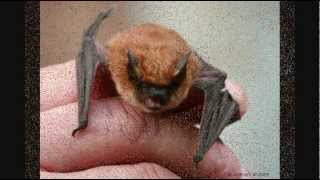 Mammals of the World California Myotis Myotis californicus [upl. by Ardene]