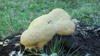 Slime mold time lapse Myxamoeba Giant amoeba engulfs rock Version1 [upl. by Simara]