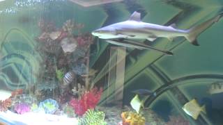 Huge private shark tank with fish [upl. by Colwin138]