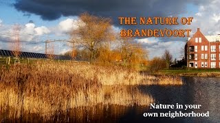 The nature of Brandevoort Full HD [upl. by Leahcim]