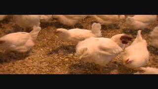 Children Stories MEENA UNICEF CARTOON Count Your Chickens Dari ماکیان تانرا حساب کنید [upl. by Elinad219]