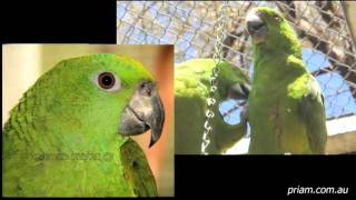 Yellownaped Amazons Priam Research amp Breeding [upl. by Raila]