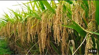 10 Types Of Rice 🌾🌾🌾  Rice Season 2024  With Date Of Transplanting 🌾🌾🌾 [upl. by Yllatan]