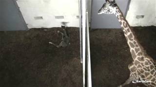 Live Giraffe Birth at The Greenville Zoo [upl. by Castillo]