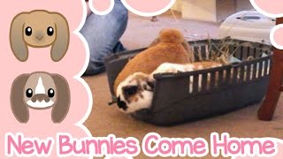 New Bunnies Come Home  Peachie Buns [upl. by Akemal]