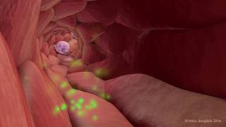 Extravasation of Neutrophils [upl. by Styles]