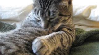 Feline Observational Video I  Cat SelfGrooming [upl. by Melodee868]