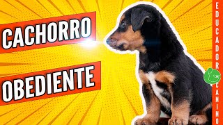 Cómo EDUCAR y ENSEÑAR a un CACHORRO Desde el PRIMER DÍA Rápido y Súper Efectivo [upl. by Adnahsal952]