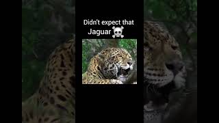 Big cat roar part 1 viralvideo youtubeshorts [upl. by Arakawa]