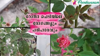 Remedy for Common Rose Diseases Malayalam with English subtitles [upl. by Dilaw]