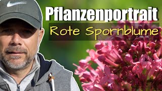 Pflanzenportrait  Rote Spornblume [upl. by Aunson]