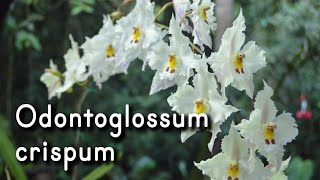 Orquídea Odontoglossum crispum [upl. by Alaine]