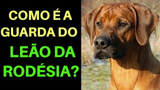 Como é A GUARDA DO LEÃO DA RODÉSIA  Rodhesian Ridgeback  Cães de Guarda [upl. by Notsew]