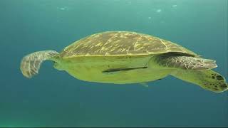 Endangered Green Sea Turtle [upl. by Alyss]