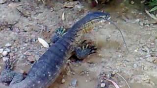 GOANNA VS WATER DRAGON EATEN ALIVE  wild backyard [upl. by Negaem]