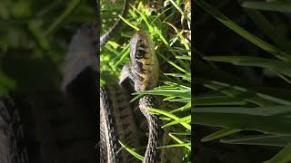 Culebra de agua Thamnophis scalaris [upl. by Tezile]