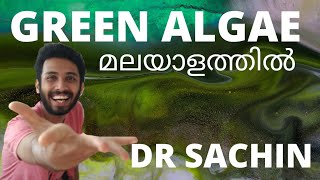 chlorophyceae  types of algae  green algae  plant kingdom  malayalam  class 11  plus one [upl. by Aloisius]