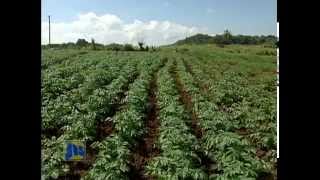 Irish Potato Farmers Exchange Programme sharing best practices increasing production [upl. by Naji]