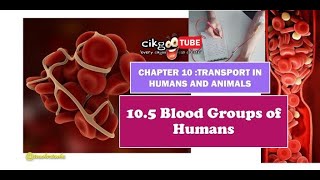 BIOLOGY KSSM FORM 4105 BLOOD GROUPS OF HUMANS [upl. by Benito472]