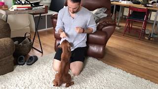 8WeekOld Rhodesian Ridgeback Puppy First Training Session [upl. by Nanyk]