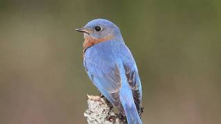 Tree Swallows and Eastern Bluebird [upl. by Gorman197]