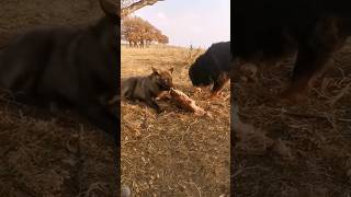 Tibatan Mastiff vs Wolf dog animals wolf viralvideo shortvideos trending shortsviral shorts [upl. by Bridie]