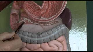 Anatomy 6 Gastrointestinal tract [upl. by Trisha]