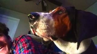 Jax Treeing Walker Coonhound crying grunitng and giving attitude [upl. by Odlabso]