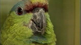 Amazon Parrots  Care amp Breeding  Part 1 Full [upl. by Dacie781]