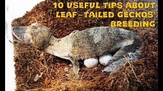 10 useful tips about leaftailed geckos breeding [upl. by Dahsra618]