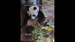 The panda pandas in Ouwehands zoo in Rhenen will return to their native country in 2032 [upl. by Sulihpoeht]