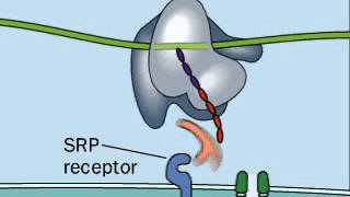 Posttranslational modification  co translational translocation  Signal Recognition Particle SRP [upl. by Namar722]