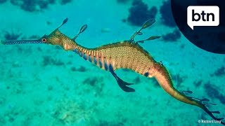 Weedy Seadragon  Behind the News [upl. by Augustin]