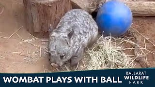 Matilda the wombat plays with her new toy [upl. by Mit641]