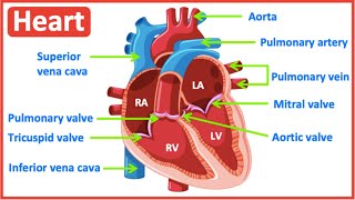 HEART ANATOMY in 3 MINUTES Memorize parts of the heart [upl. by Romanas121]