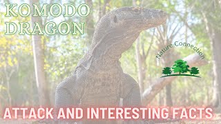 Komodo dragon  Attack and Interesting facts  Nature Connection [upl. by Rhoads]